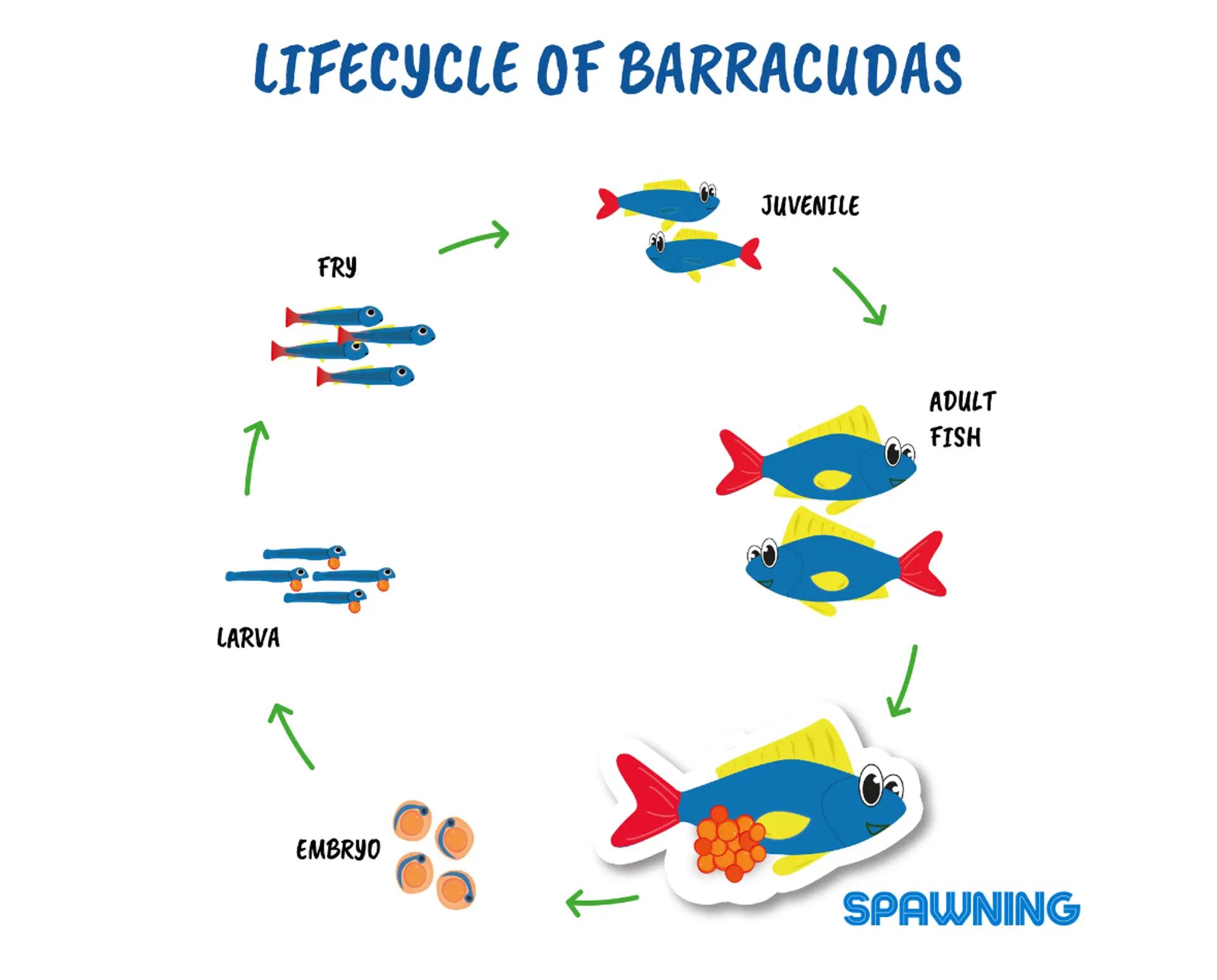 Life cycle spawning.png