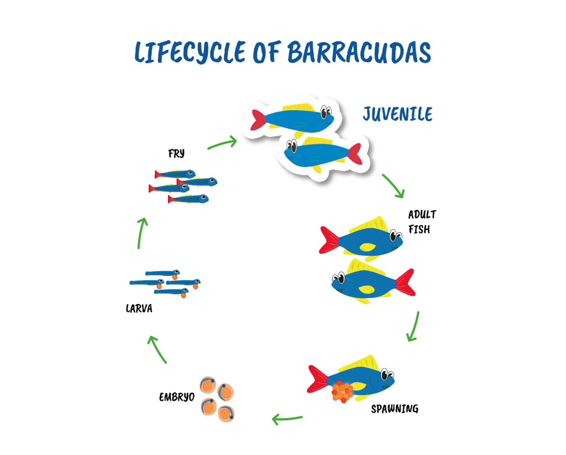 Life Cycle part 4.png